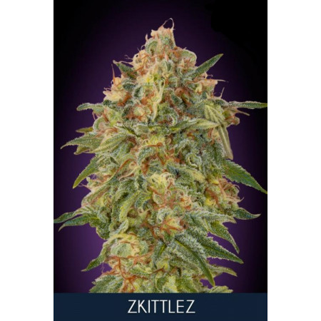 Zkittlez fem â  - 1